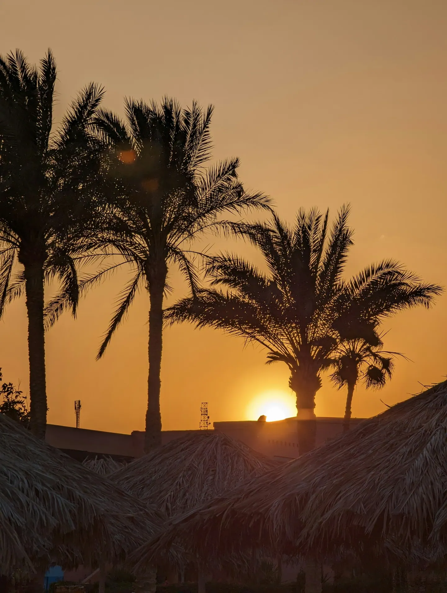 Palmer i solnedgång vid Palmera El Sokhnas strand