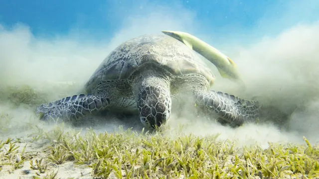 Havssköldpadda över sjögräs vid Abu Dabbab i Marsa Alam