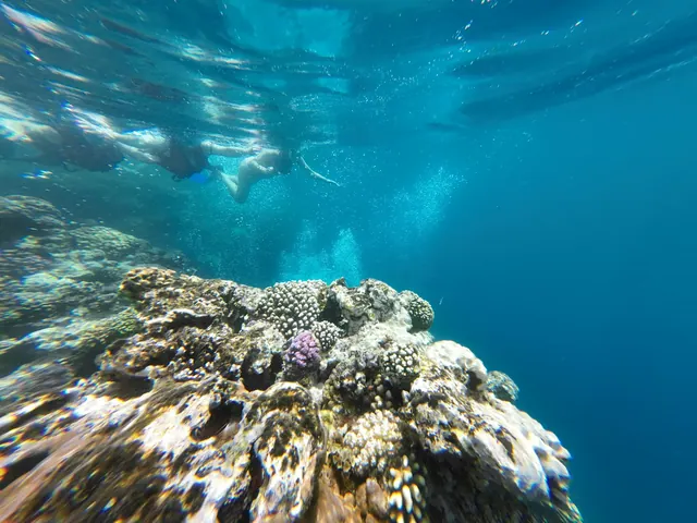 Korallrev under vatten vid Dahab
