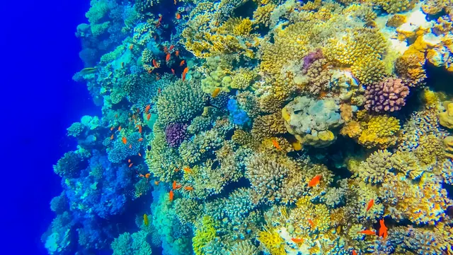 Koraller under vatten i Röda havet vid Dahab