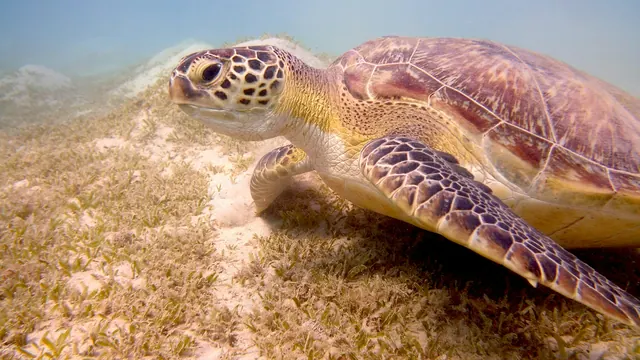 Havssköldpadda på sjögräsbotten vid Marsa Alam