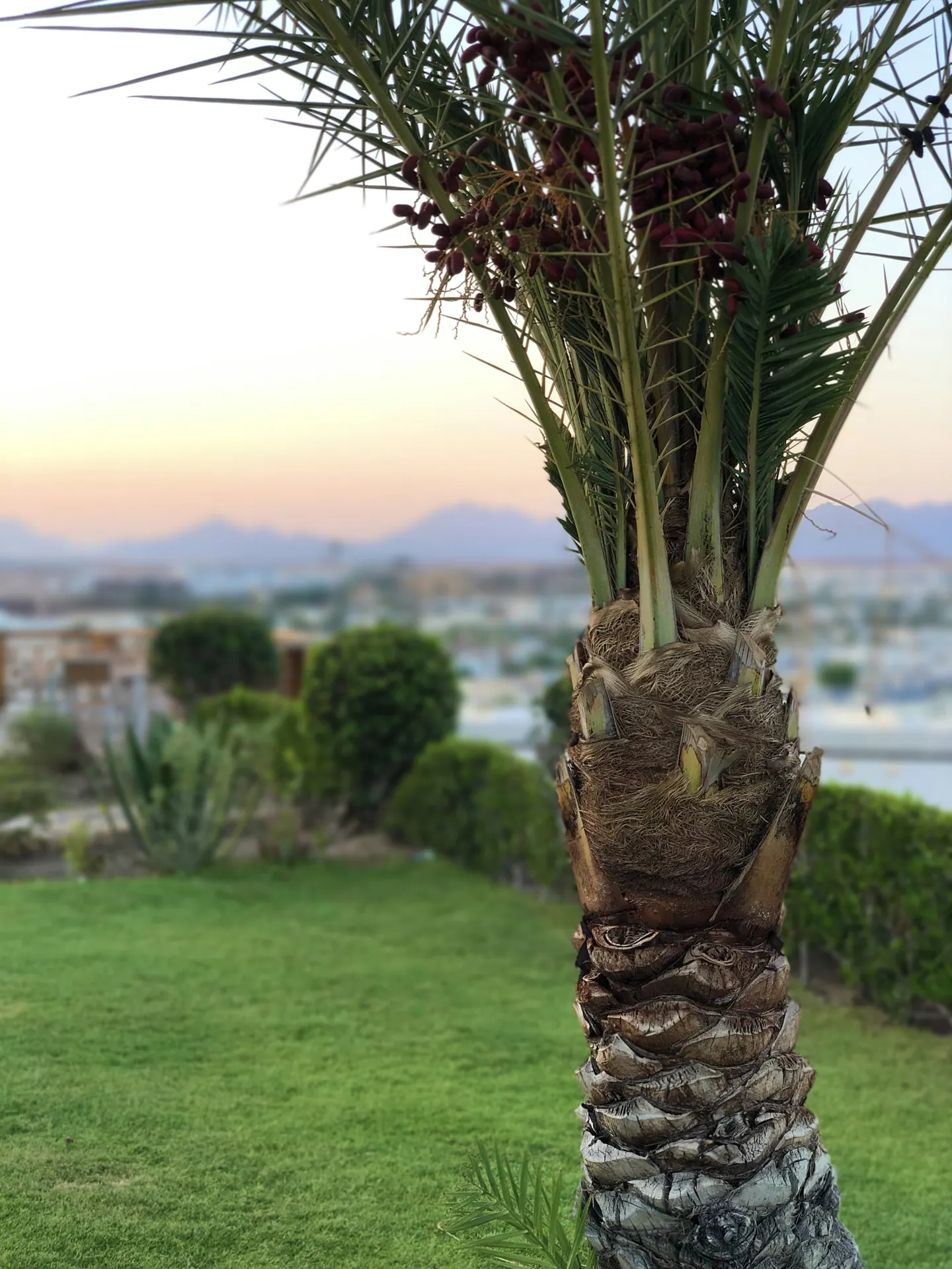 Palmer vid Naama Bay i Sharm el Sheikh.