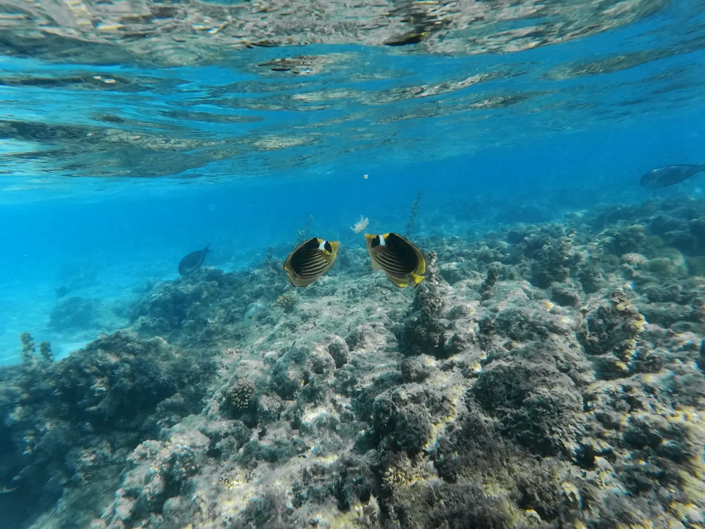 Fiskar och korallrev vid Nabq Bay i Sharm el Sheikh.