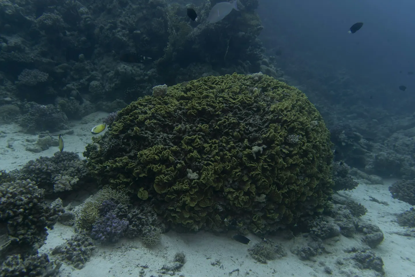 Illustrationsbild: korallformation vid Hurghada i Röda havet
