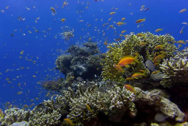Illustrationsbild: färggranna revfiskar vid Hurghada i Röda havet