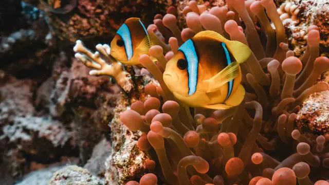 Clownfiskar vid en anemon i Ras Mohammed, fotograferade under vattnet